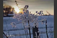 Winter - &copy; Leserfotos