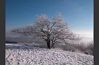 Winter - &copy; Leserfotos