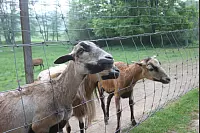 Das war die LZ-Sternwanderung 2018. - © Daniel Hobein