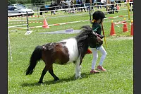 Shetlandponyturnier in Vahlhausen - © Daniela Cremer