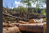 Abholzungen pr&auml;gen viele W&auml;lder &ndash; wie hier im Silberbachtal oberhalb der Kattenm&uuml;hle. - &copy; Dietmar P. Schoener