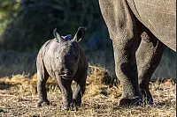 - &copy; Peace Parks Foundation/dpa