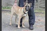 Ares ist ein belgischer Schäferhund der Rasse Malinois. - © Uwe Müller