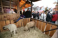 Weihnachtstraum Bad Salzuflen - © Lasse Welle