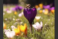 Diese Krokusswiese erfreut nicht nur die Augen des Betrachters, sondern auch die vielen Bienen und anderen Insekten. - © Mechthild Stölting-Höcker