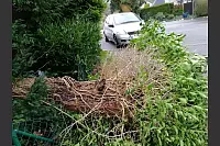 In Lage-Hörste ist ein Baum umgefallen. Dabei hat es glücklicherweise nur den Zaun erwischt. - © Astrid Sewing