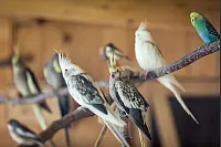 Das Unikum Andreas Meyer z&uuml;chtet Lakenfelder-H&uuml;hner. - &copy; Torben Gocke