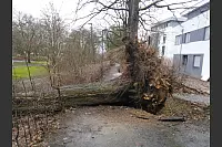 Ein entwurzelter Baum hat die Bismarckstraße in Bad Salzuflen komplett blockiert. - © Henry Poritz