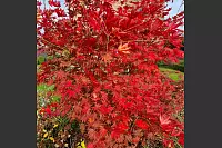 Goldener Herbst in Lippe - © Kirsten Fuhrmann
