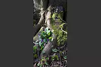 Ein Frühlingsbild aus Detmold-Jerxen, am Eselstein. - © Mona Brun