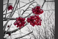 Winter - &copy; Leserfotos