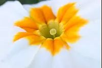 Eine Blume aus dem Garten von Meike Kloß. - © Meike Kloß