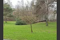 Ein entwurzelter Baum am nahe dem Kreishaus in Detmold. - © Seifo Khodr via Facebook