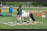 Shetlandponyturnier in Vahlhausen - © Daniela Cremer
