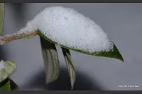 Winter - &copy; Leserfotos