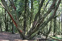 Wandern zum Lippischen Velmerstot und am Silberbach entlang. - © Janet König