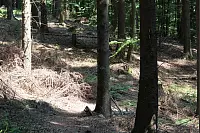 "NaturZeitReise" im Schwalenberger Wald. - © Silke Buhrmester