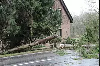 An der Wüstener Straße fiel ein Baum in Höhe der Hausnummer 67 quer über die Fahrbahn. Die Straße ist gesperrt, ein weiterer Baum ist instabil und droht ebenfalls zu kippen. - © Dieter Asbrock