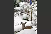 Dieses Reh zeigt sich "Am Palaisgarten" in Detmold. - &copy; Rolf Everding