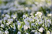 Eine Aufnahme aus einem Privatgarten in Schieder-Schwalenberg. - © Sigrid Tewesmeier