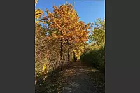 Goldener Herbst in Lippe - © Monika Hinrichs