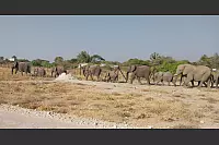 Wo in Deutschland ein Eichhörnchen über die Straße flitzt, maschieren bei den Bretts Elefantenherden neben ihnen - © Anna Brett