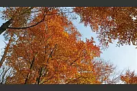 Goldener Herbst in Lippe - © Martin Düsterberg