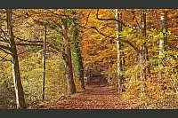 Goldener Herbst in Lippe - © Martin Düsterberg