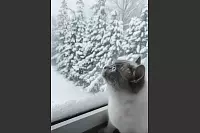 Kater Raffaello beobachtet gespannt das Schneegest&ouml;ber im Schling in Detmold. - &copy; Elvira Weischnur