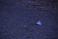 Hermannslauf 2021 - Der Start in Detmold. - © Raphael Bartling