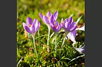 Blumen am Fuße des Köterbergs. - © Gesa Wolf