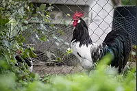 Das Unikum Andreas Meyer z&uuml;chtet Lakenfelder-H&uuml;hner. - &copy; Torben Gocke