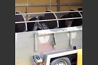 Shetlandponyturnier in Vahlhausen - © Daniela Cremer