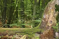 Wandern zum Lippischen Velmerstot und am Silberbach entlang. - © Janet König