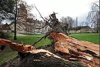 Am frühen Nachmittag fällte Sturm Friederike einige der größten und ältesten Bäume auf dem Detmolder Schlossplatz, darunter eine Lärche, Tujen und eine Tanne. Der Platz wurde anschließend wegen anhaltender Astbruchgefahr gesperrt. - © Bernhard Preuss