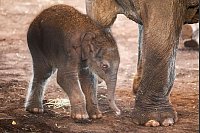 Auch große Tiere fangen klein an. - © Christoph Reichwein/dpa