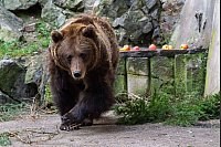 Ein Bär bei der traditionellen "Bärenweihnacht" auf Schloss Cesky Krumlov in Tschechien. Die Weihnachtsfütterung der Bären wird seit 1988 organisiert. Jedes Jahr kommen rund tausend Menschen, um das zu sehen. - © Pancer Václav/CTK/dpa