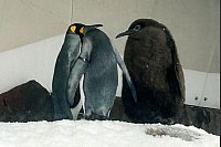 Pesto der Pinguin ist ein riesiges Küken. - © Rod McGuirk/AP/dpa
