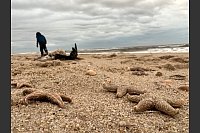 Tote Seesterne liegen am Strand zwischen den Orten Kampen und List auf Sylt. - © Lea Albert/dpa