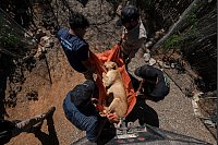 Eine Löwin wird in einen Transportkäfig im Wildtierreservat Ostok in Mexiko getragen. Das Wildtierreservat im Nordwesten des Landes hat beschlossen, wegen der Gewalt der Drogenkartelle in Culiacan seine rund 700 Tiere in eine andere Stadt zu verlegen. - © Felix Marquez/AP/dpa