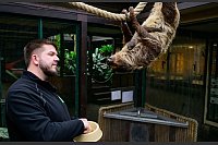 Faultieren sieht man nicht unbedingt an, dass sie schwanger sind. - &copy; Philipp Schulze/dpa