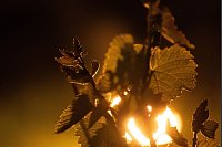 Feuer im Weinberg: Zahlreiche kleine kontrollierte Feuer brennen in einem Weinberg hinter einem Rebstock. - © Sebastian Kahnert/dpa