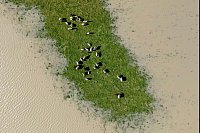 Grüne Insel - Schafe stehen auf einer überfluteten Wiese - © Stephen Lam/San Francisco Chronicle via AP/dpa