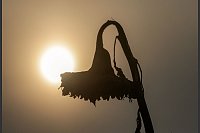 Wintersonnenblume. - © Thomas Warnack/dpa
