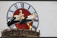 Wetter in Baden-Württemberg: Störche sitzen auf ihrem Nest, während im Hintergrund die Kirchturmuhr der Kirche St. Georg zu sehen ist. - © Thomas Warnack/dpa
