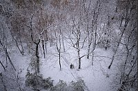 In Moskau ist der erste Schnee gefallen und eine Frau spaziert mit ihrem Hund in einer verschneiten Grünanlage zwischen kahlen Bäumen. - © Alexander Zemlianichenko/AP/dpa