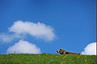 Eine Kuh steht auf einer Weide im Allgäu unter einem blauen Himmel, über den ein paar Wölkchen ziehen. - © Karl-Josef Hildenbrand/dpa