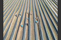 Arbeiter aus Rumänien stechen Spargel auf einem Feld in Thüringen (Aufnahme mit einer Drohne). - © Bodo Schackow/dpa