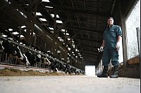 Die BTV-3-Viren werden durch blutsaugende Mücken aus der Gruppe Culicoides übertragen, sehr kleinen Mücken, die zu den Gnitzen gehören. (Archivbild) - © Lars Penning/dpa