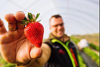 Im Süden Deutschlands sind bereits rund 70 Prozent der Saison geerntet - hier Obstbaumeister Dominic Ell in Oberkirch im badischen Ortenaukreis. - © Philipp von Ditfurth/dpa